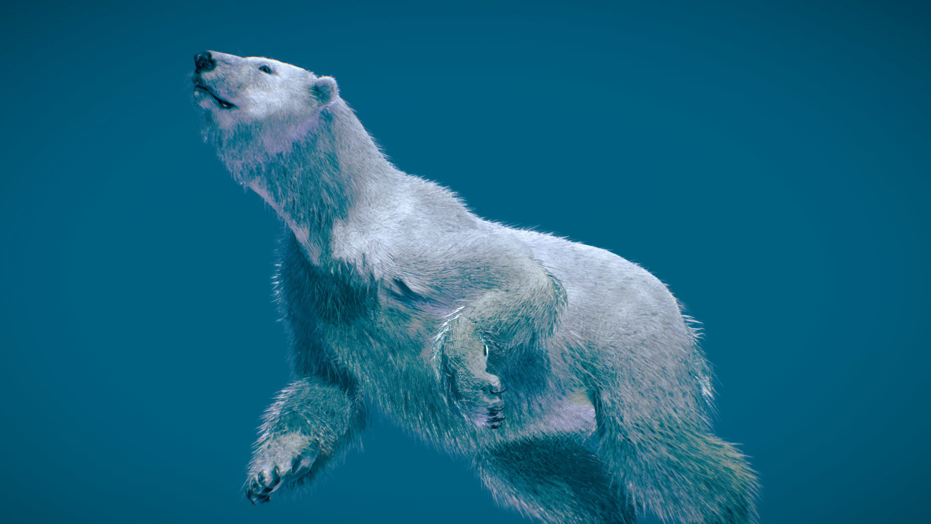 Polar Bear 3D model_5