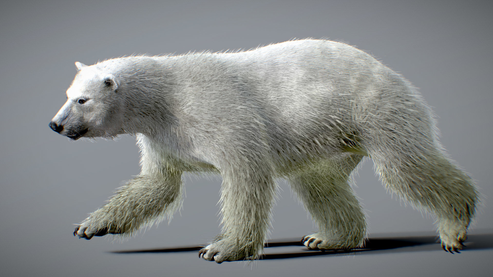 Polar Bear 3D model_2