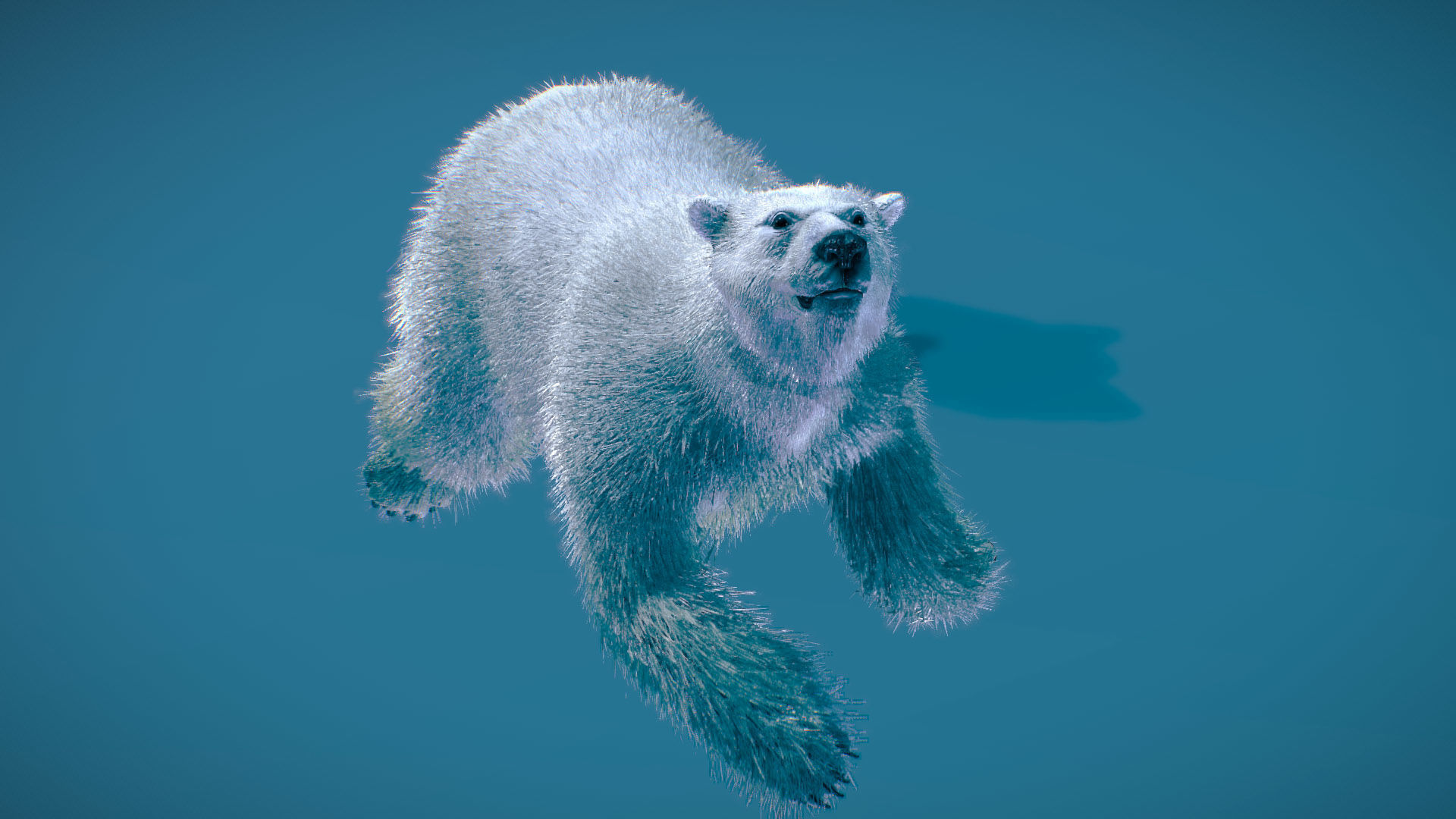 Polar Bear 3D model_6