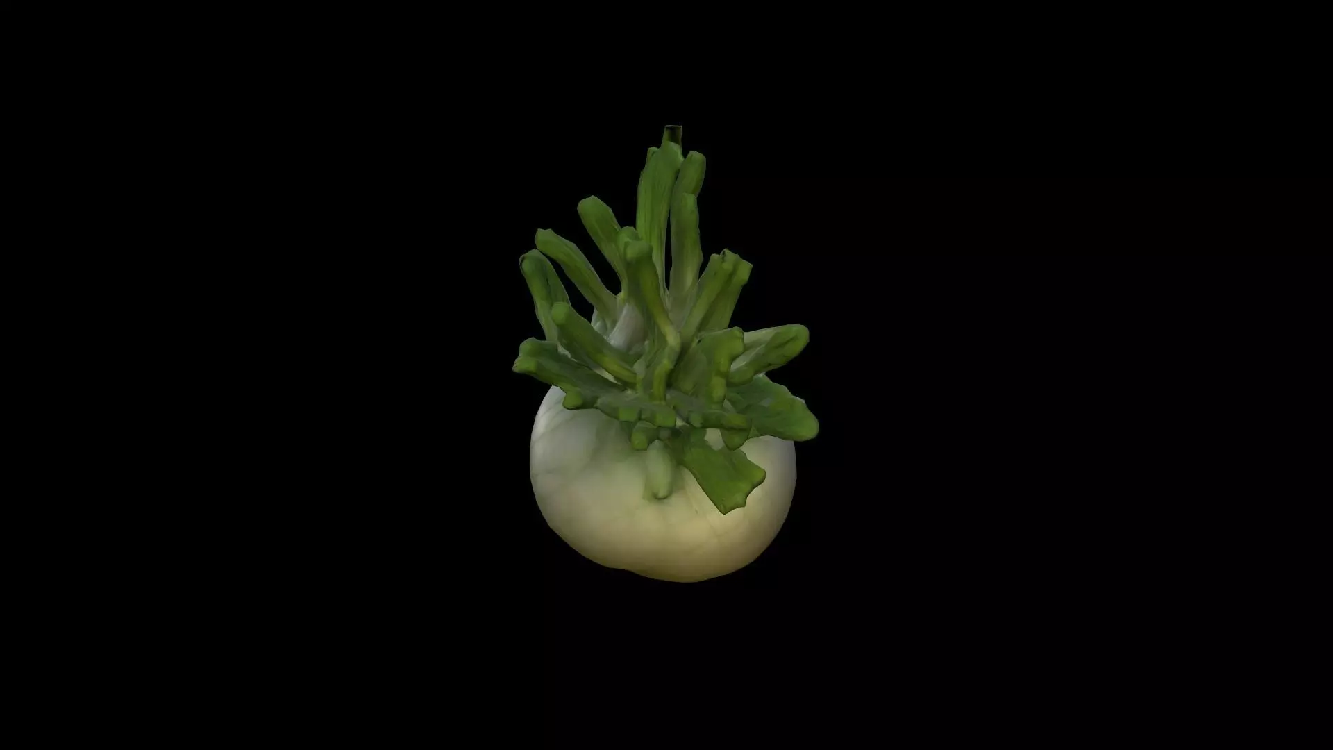 Fresh Fennel Bulb Vegetables 3d Render 3D model