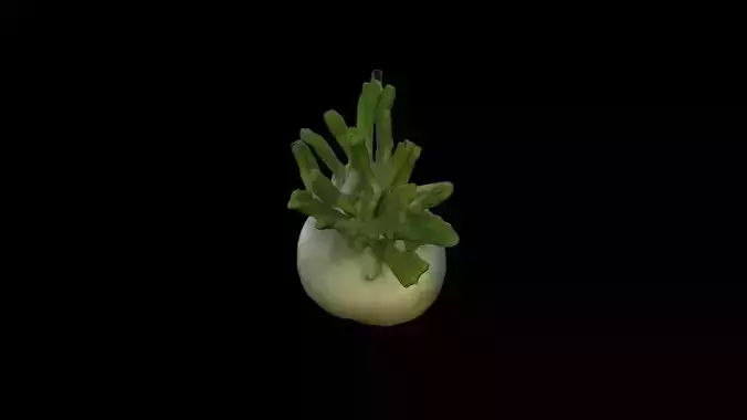 Fresh Fennel Bulb Vegetables 3d Render