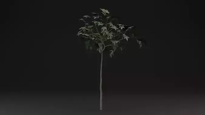 Sapling Tree