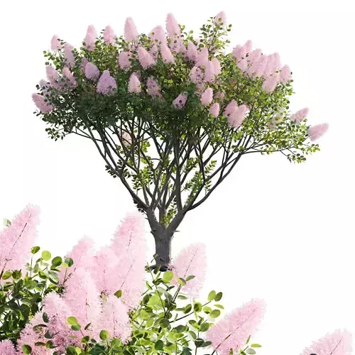 Cotinus coggygria - Smokebush 01