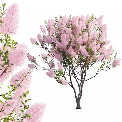 Cotinus coggygria - Smokebush 02