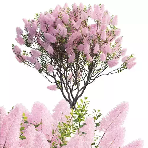 Cotinus coggygria - Smokebush 01