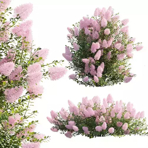 Cotinus coggygria - Smokebush 01