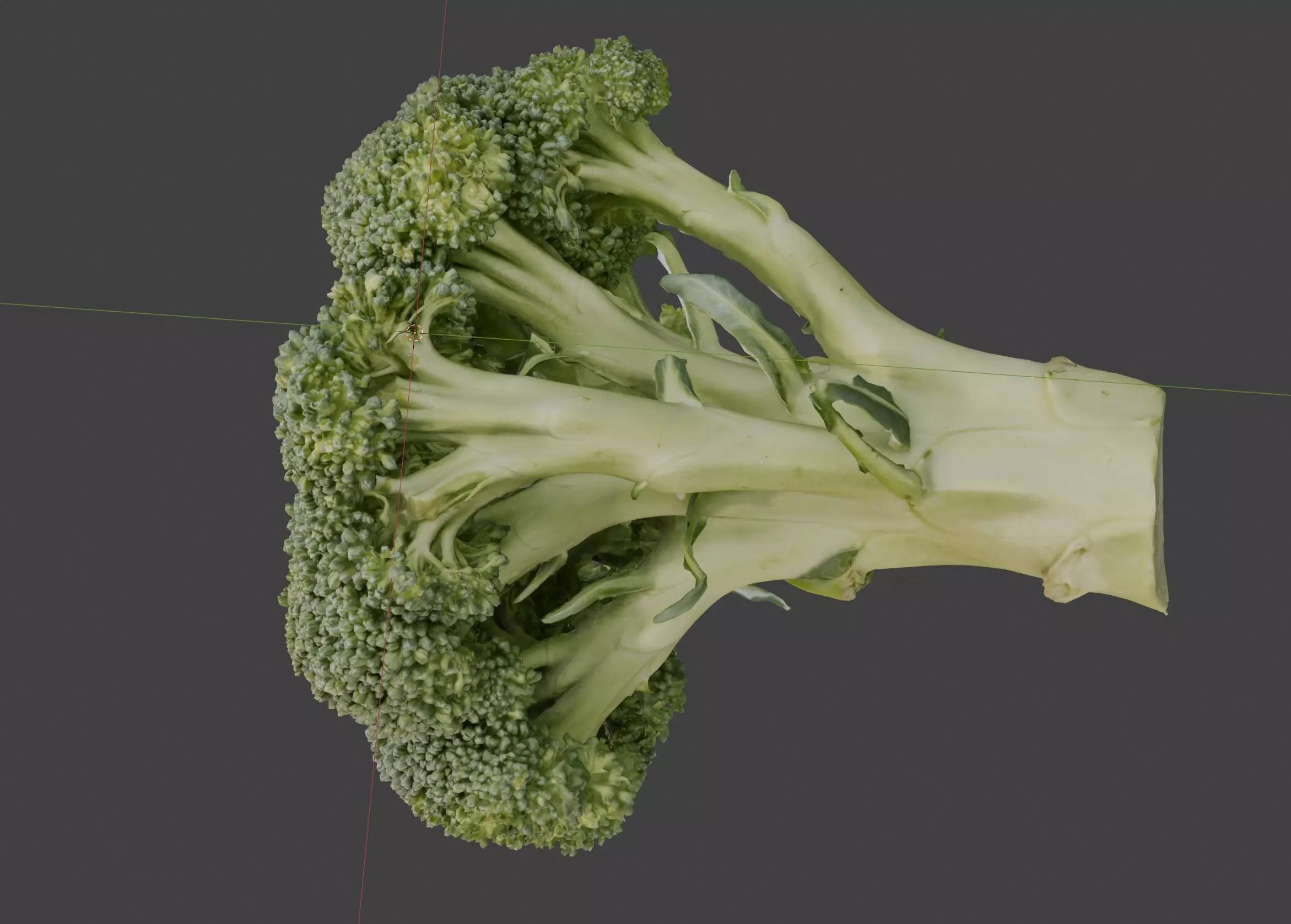 broccoli 3D model_0