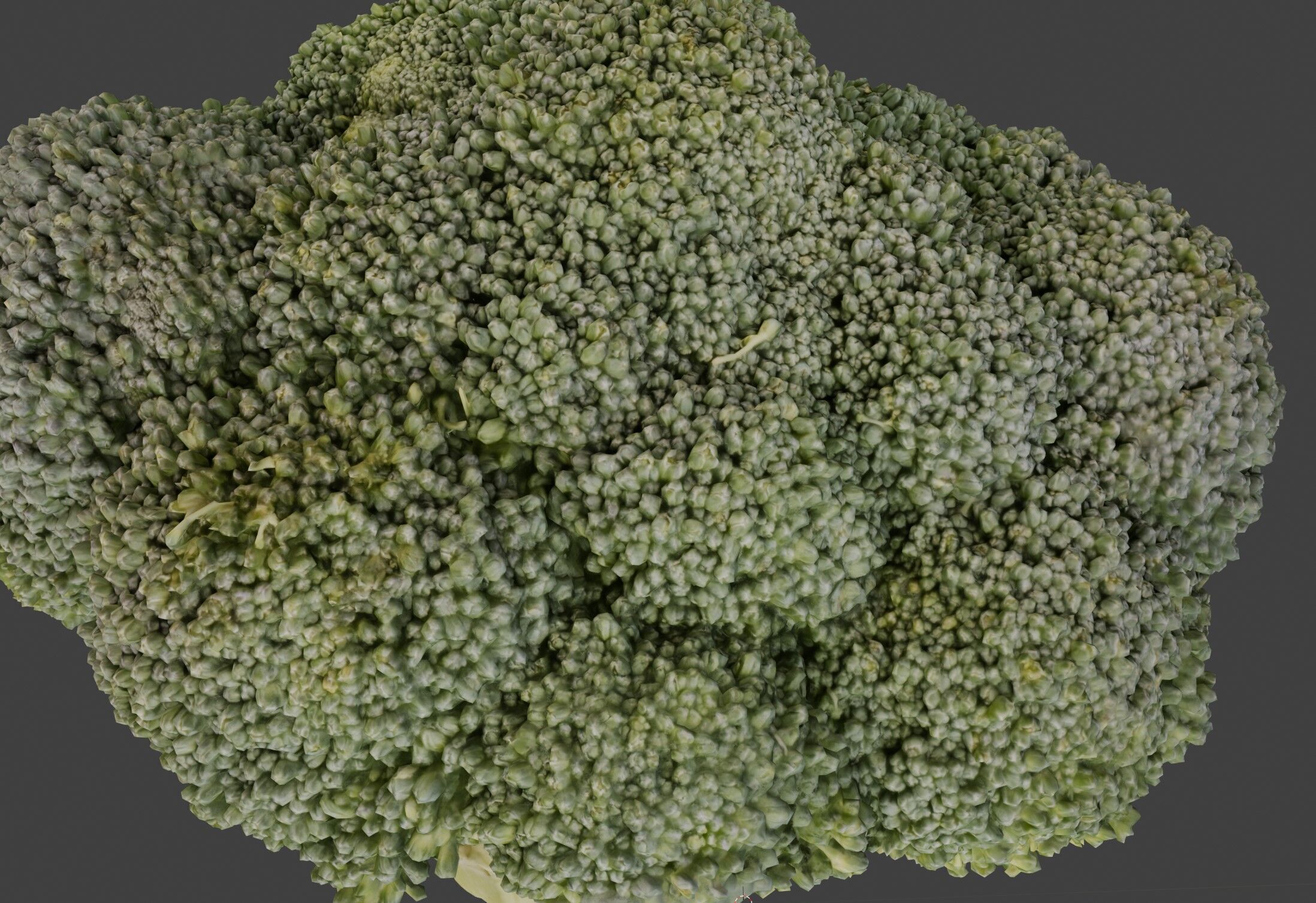 broccoli 3D model_2