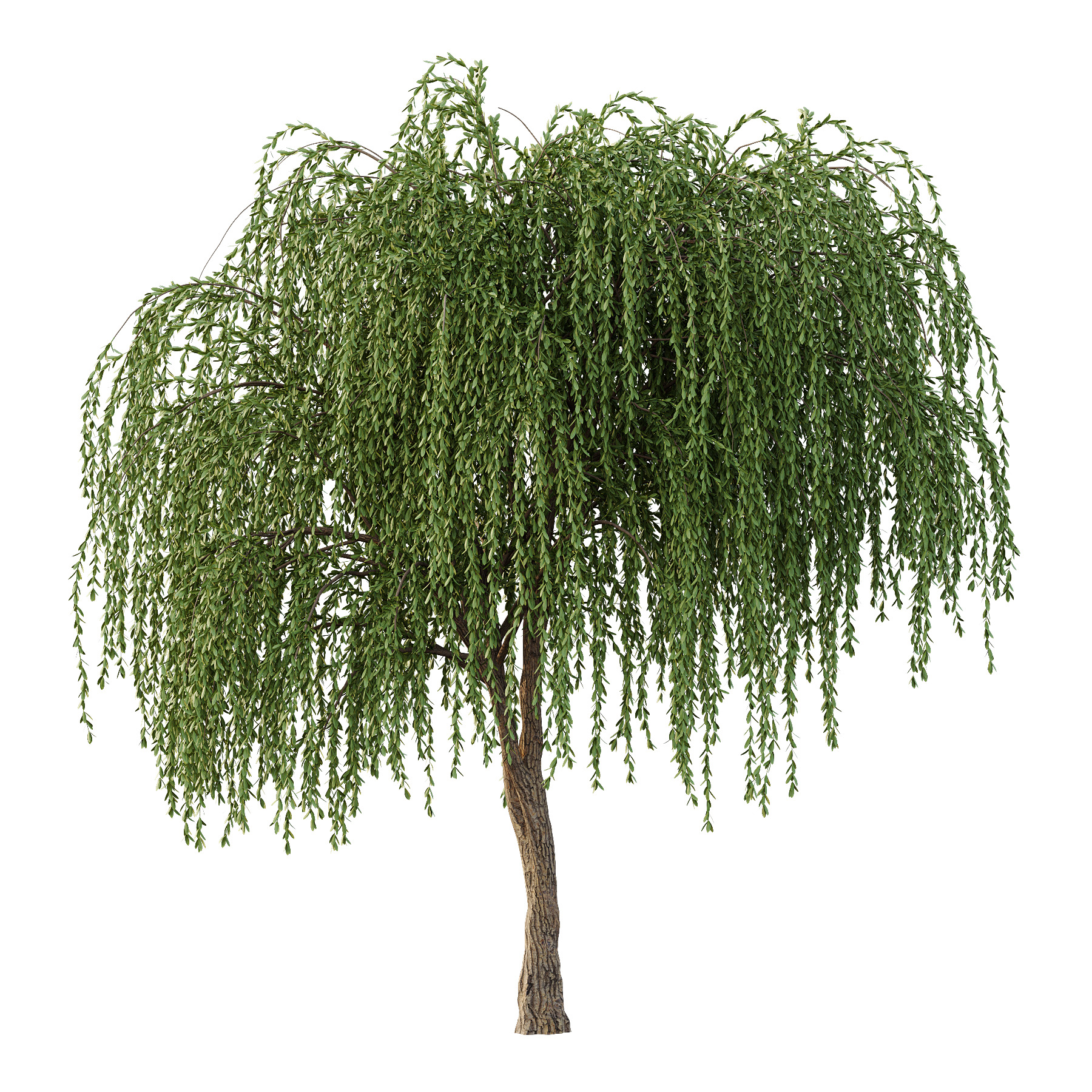 Weeping Willow Tree 01 3D model_2