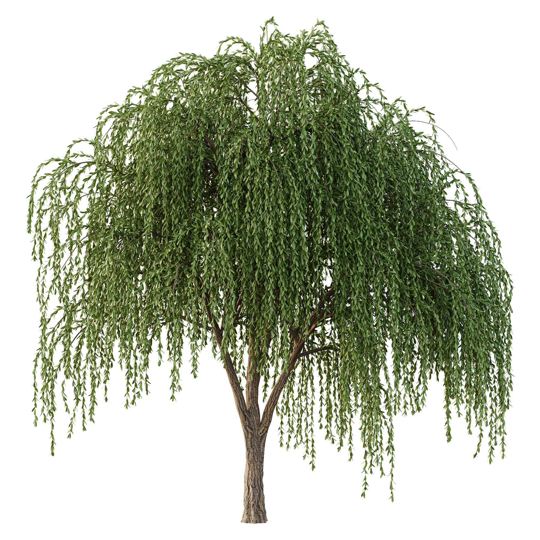 Weeping Willow Tree 01 3D model_1
