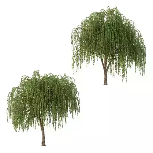 Weeping Willow Tree 01 3D model