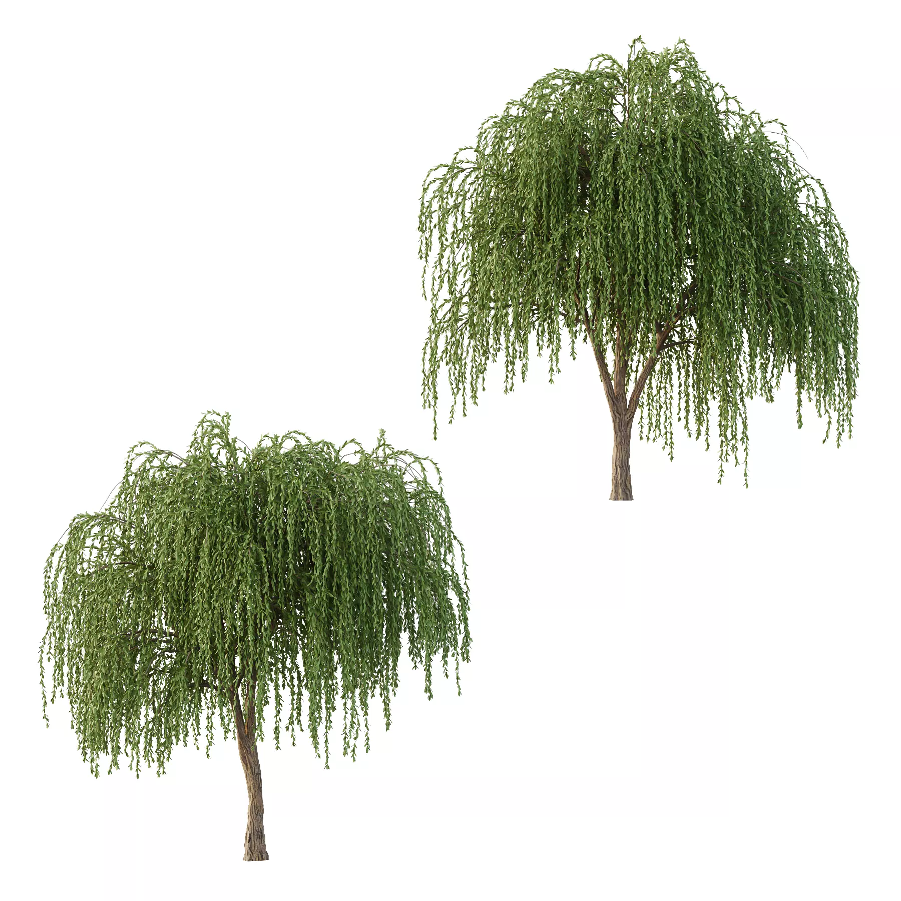 Weeping Willow Tree 01 3D model_0
