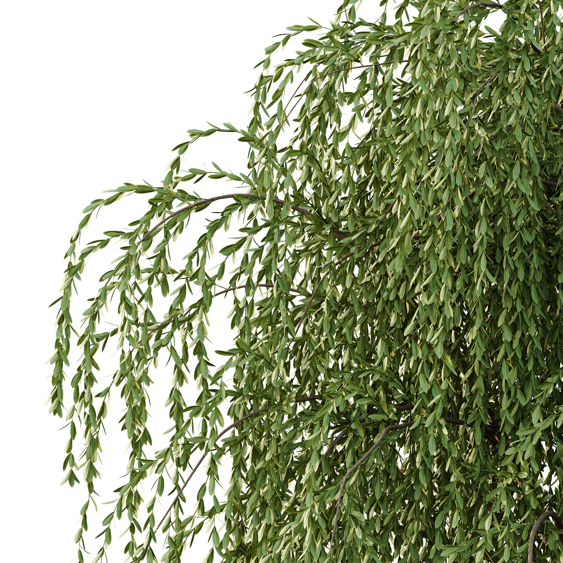 Weeping Willow Tree 01 3D model_3