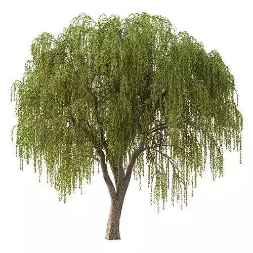 Weeping Willow Tree 02