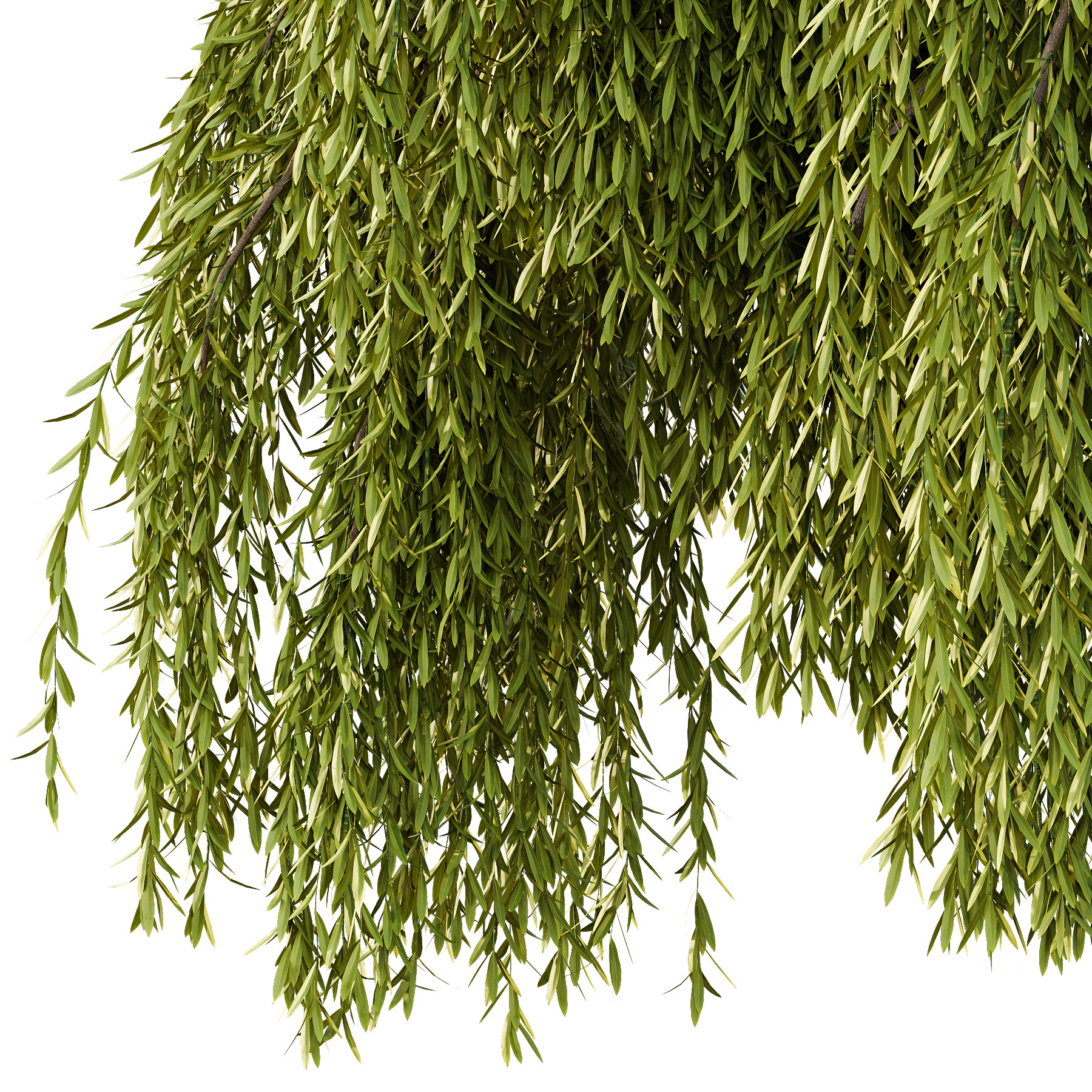 Weeping Willow Tree 03 3D model_1