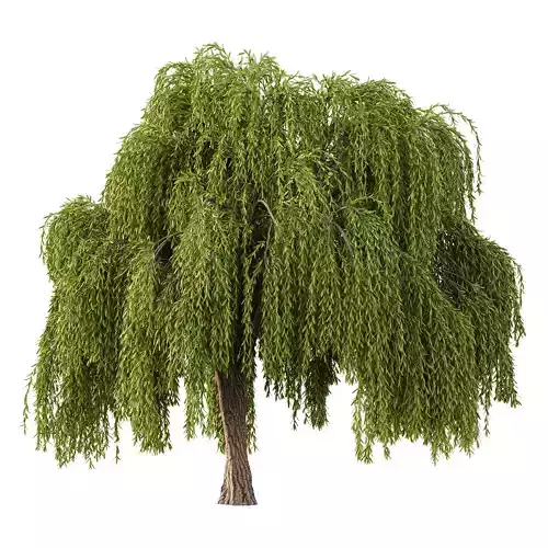 Weeping Willow Tree 03 3D model