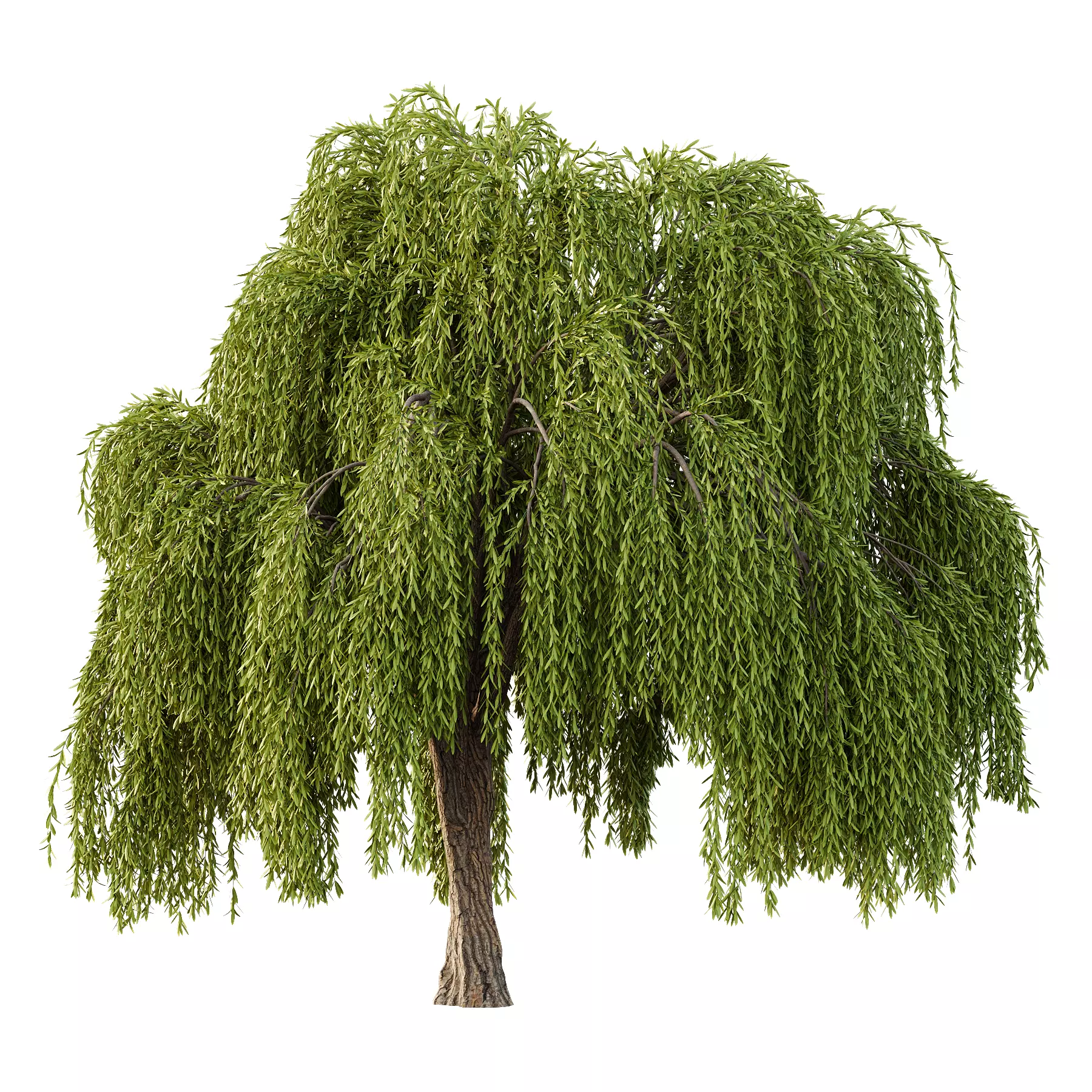 Weeping Willow Tree 03 3D model_0