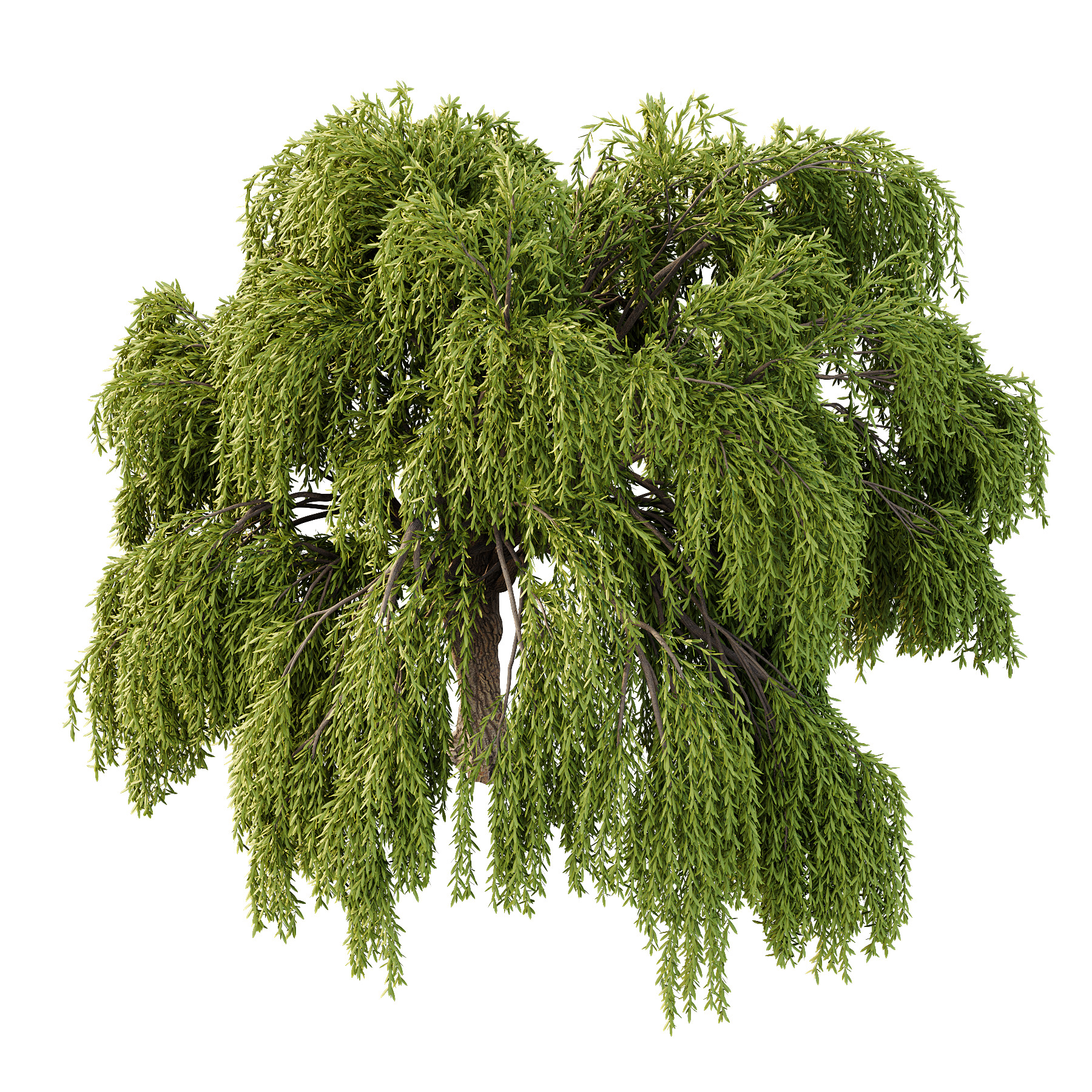 Weeping Willow Tree 03 3D model_2
