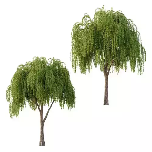 Weeping Willow Tree 04 3D model