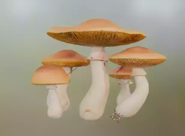 mushroom