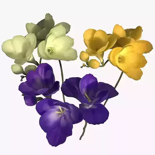 Freesia 3 color Low-poly 3D model