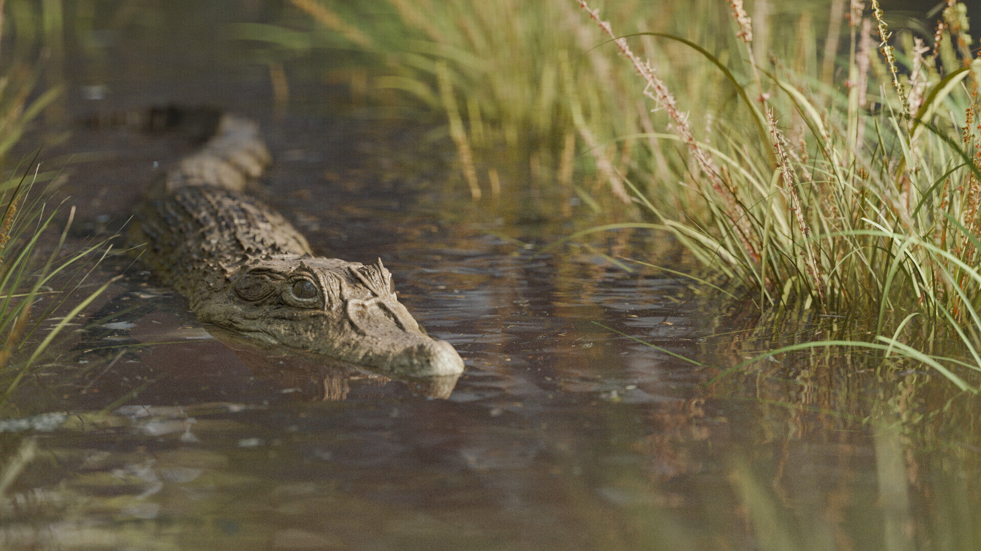 Spectacled Caiman - rigged 3D model_1