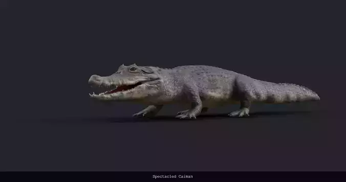 Spectacled Caiman - rigged