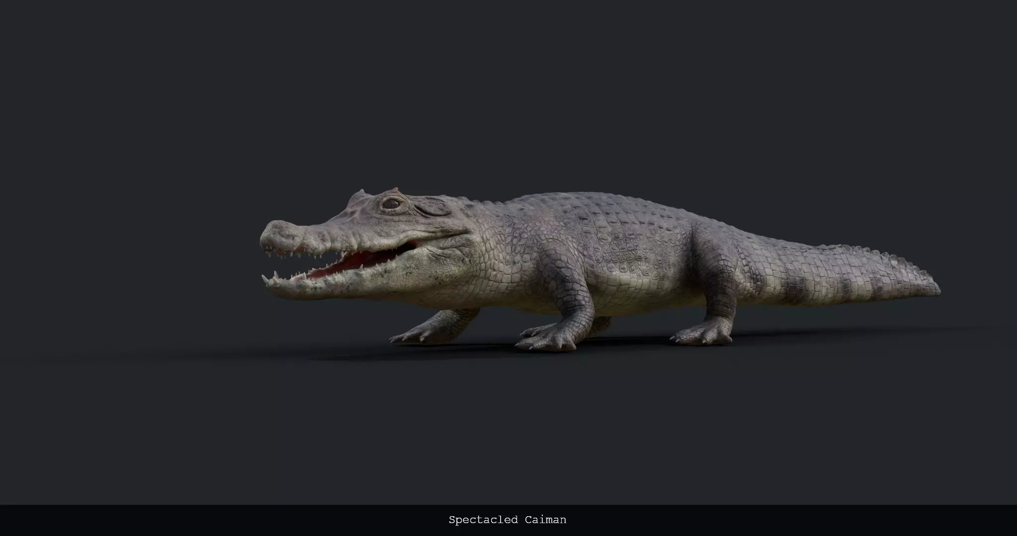 Spectacled Caiman - rigged 3D model_0