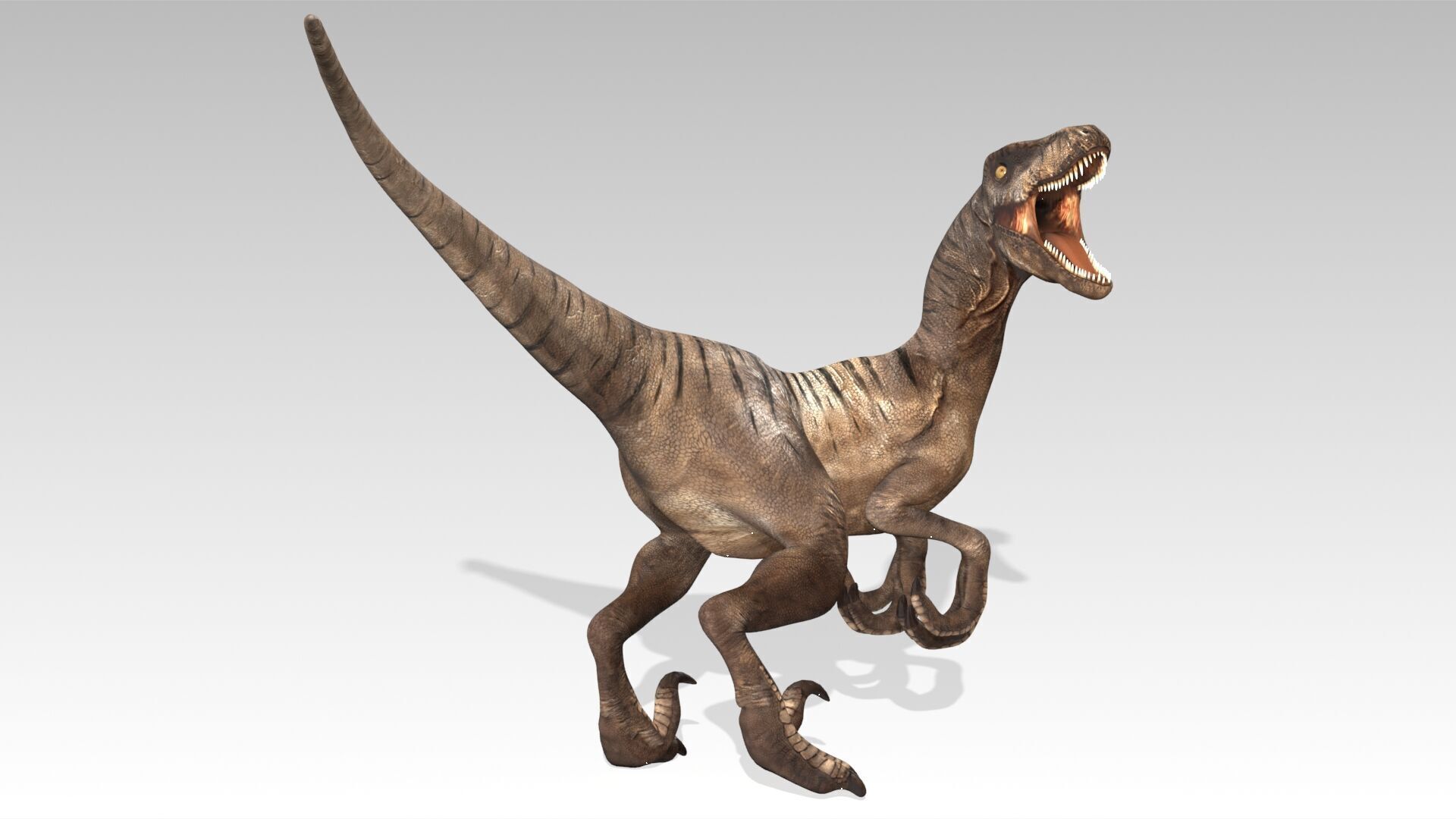 Velociraptor Low-poly 3D model_12