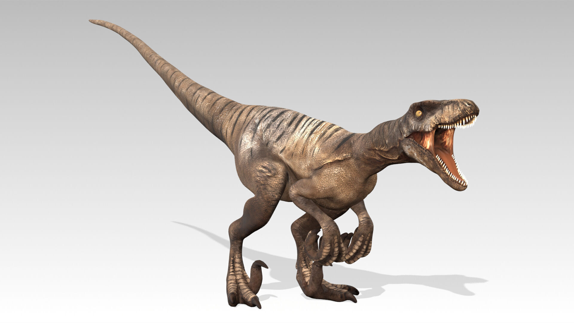 Velociraptor Low-poly 3D model_3