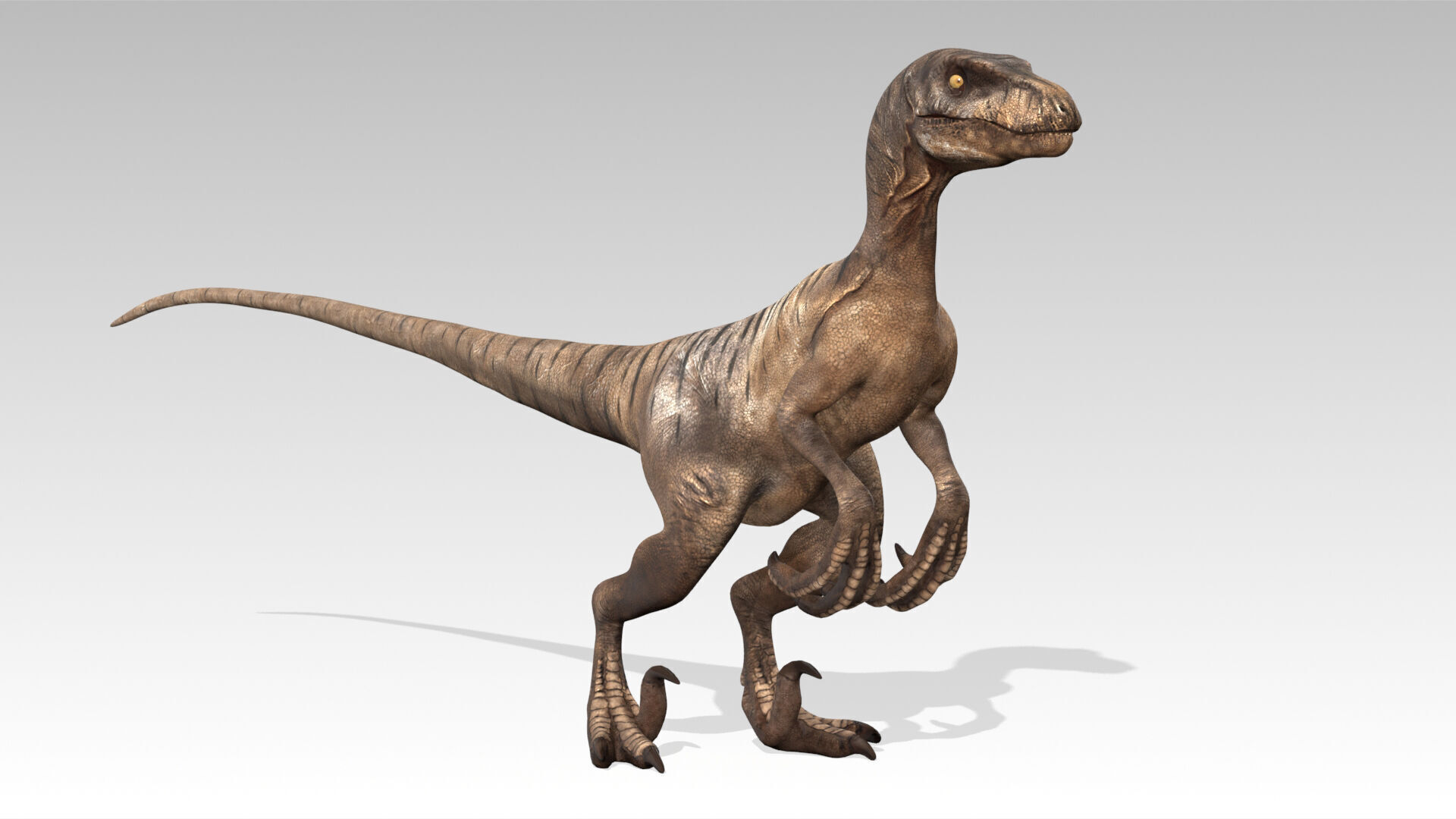 Velociraptor Low-poly 3D model_4