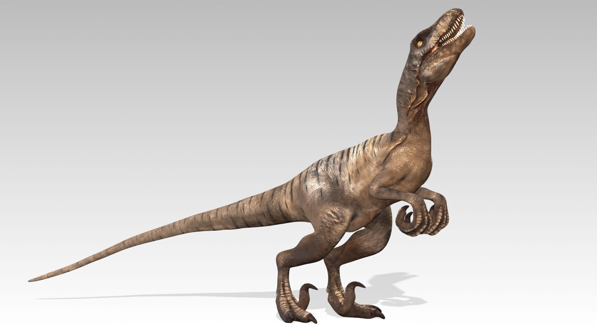 Velociraptor Low-poly 3D model_5