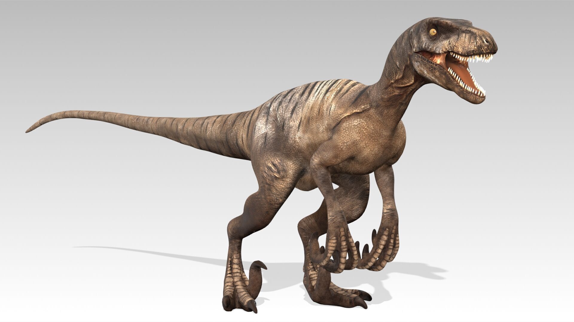 Velociraptor Low-poly 3D model_8
