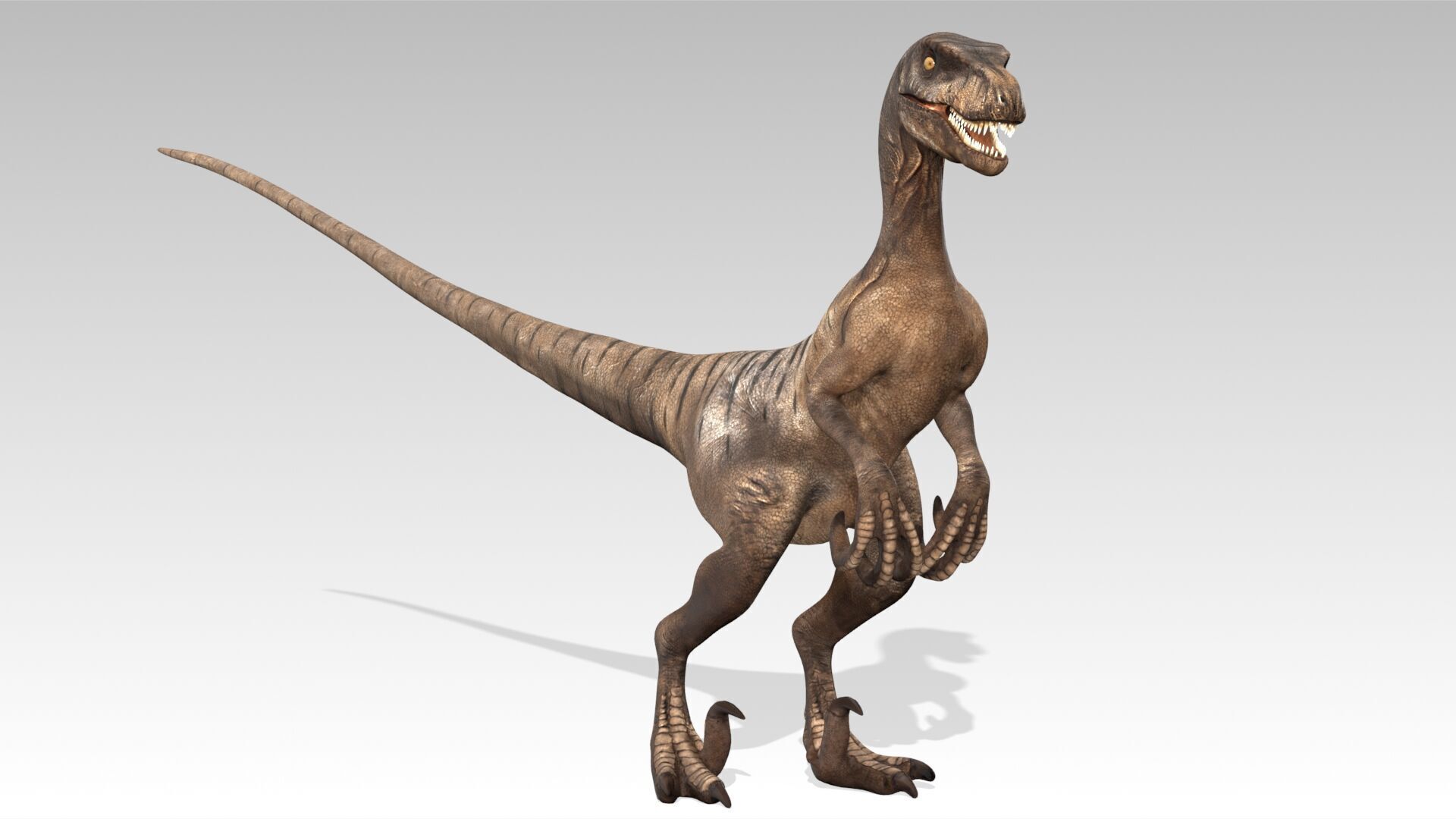 Velociraptor Low-poly 3D model_10