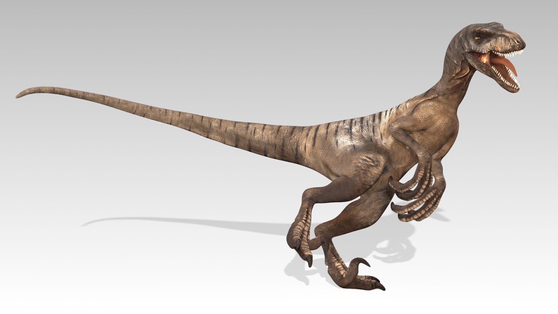 Velociraptor Low-poly 3D model_11