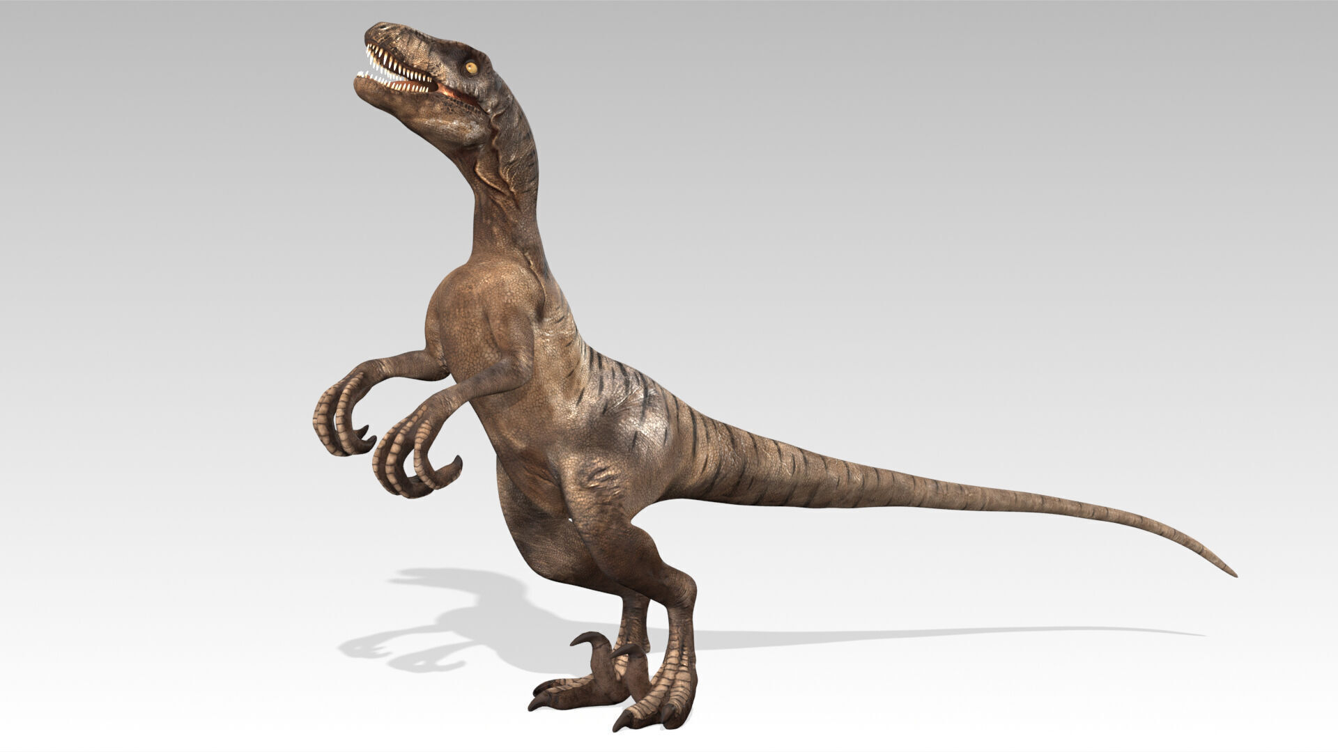 Velociraptor Low-poly 3D model_9