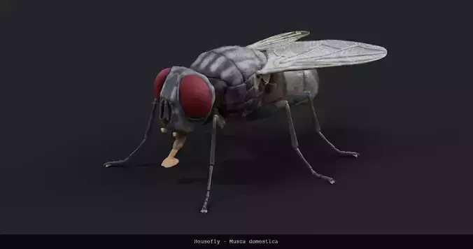 Housefly - Musca domestica - static 3D model