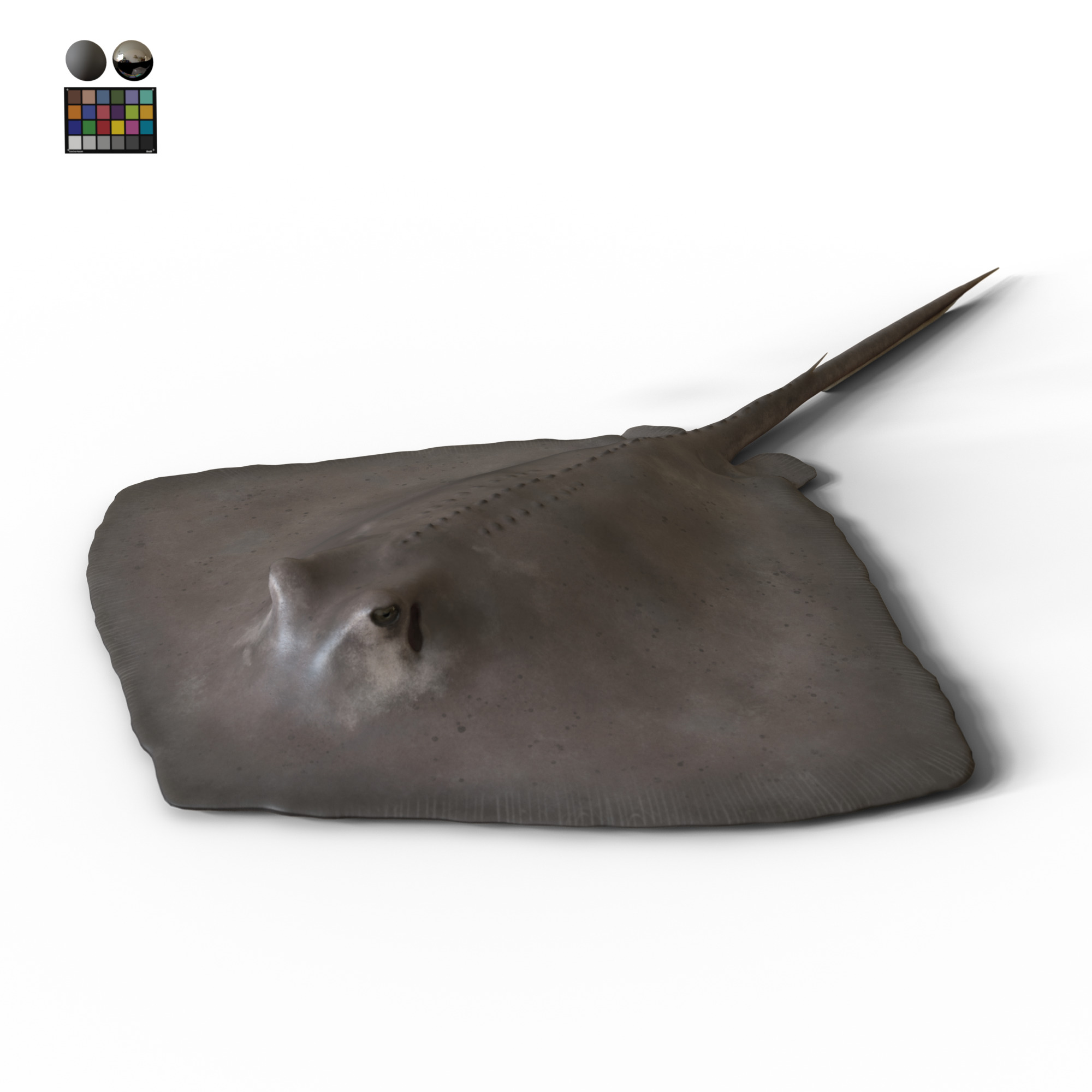 Southern Stingray - static 3D model_1