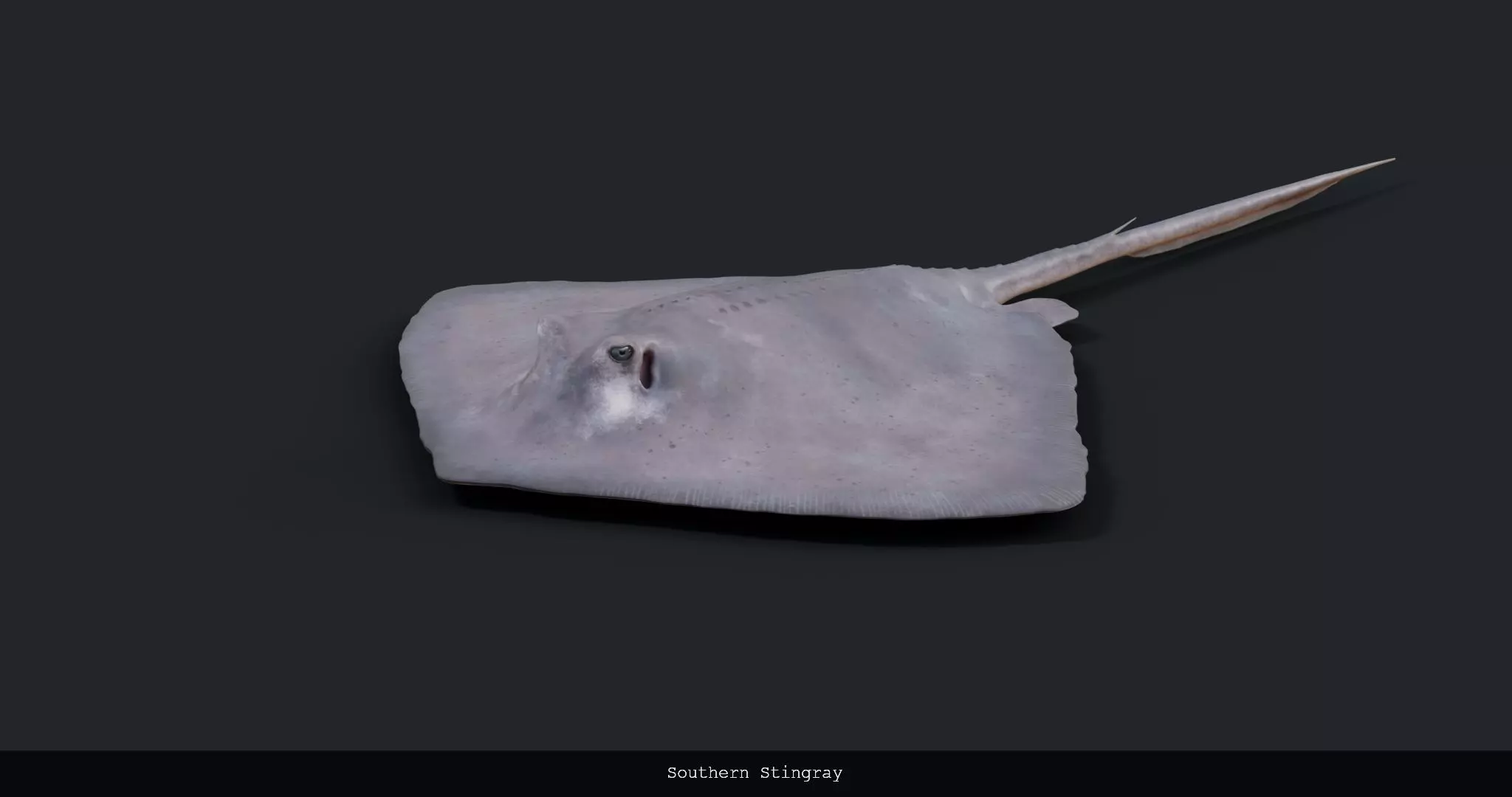 Southern Stingray - static 3D model_0