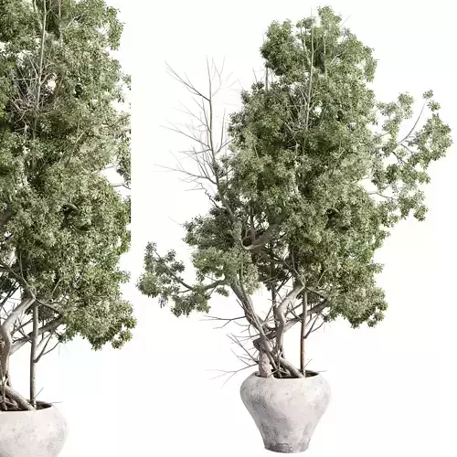 Tree in a concrete pot - set indoor plant 621