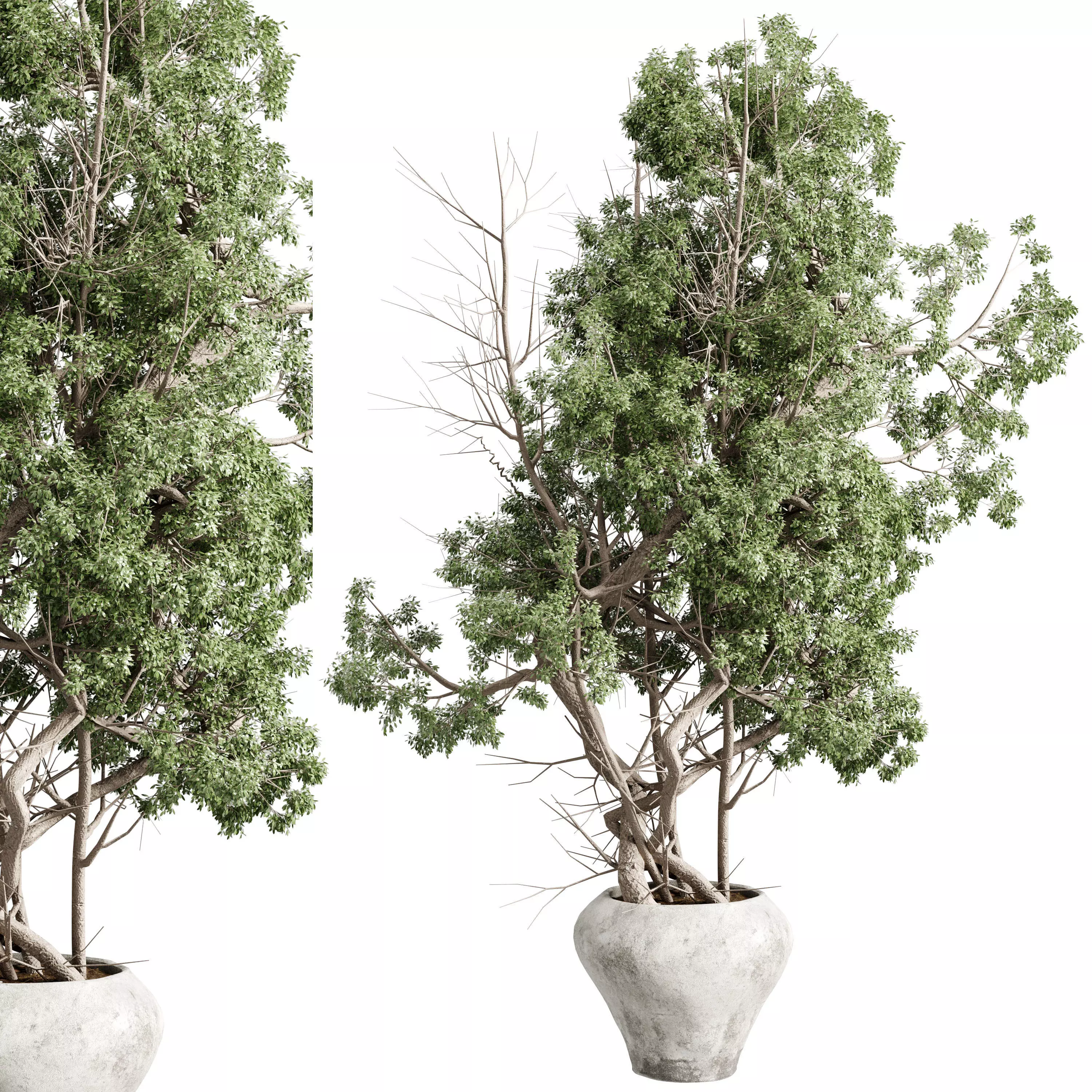 Tree in a concrete pot - set indoor plant 621 3D model_0