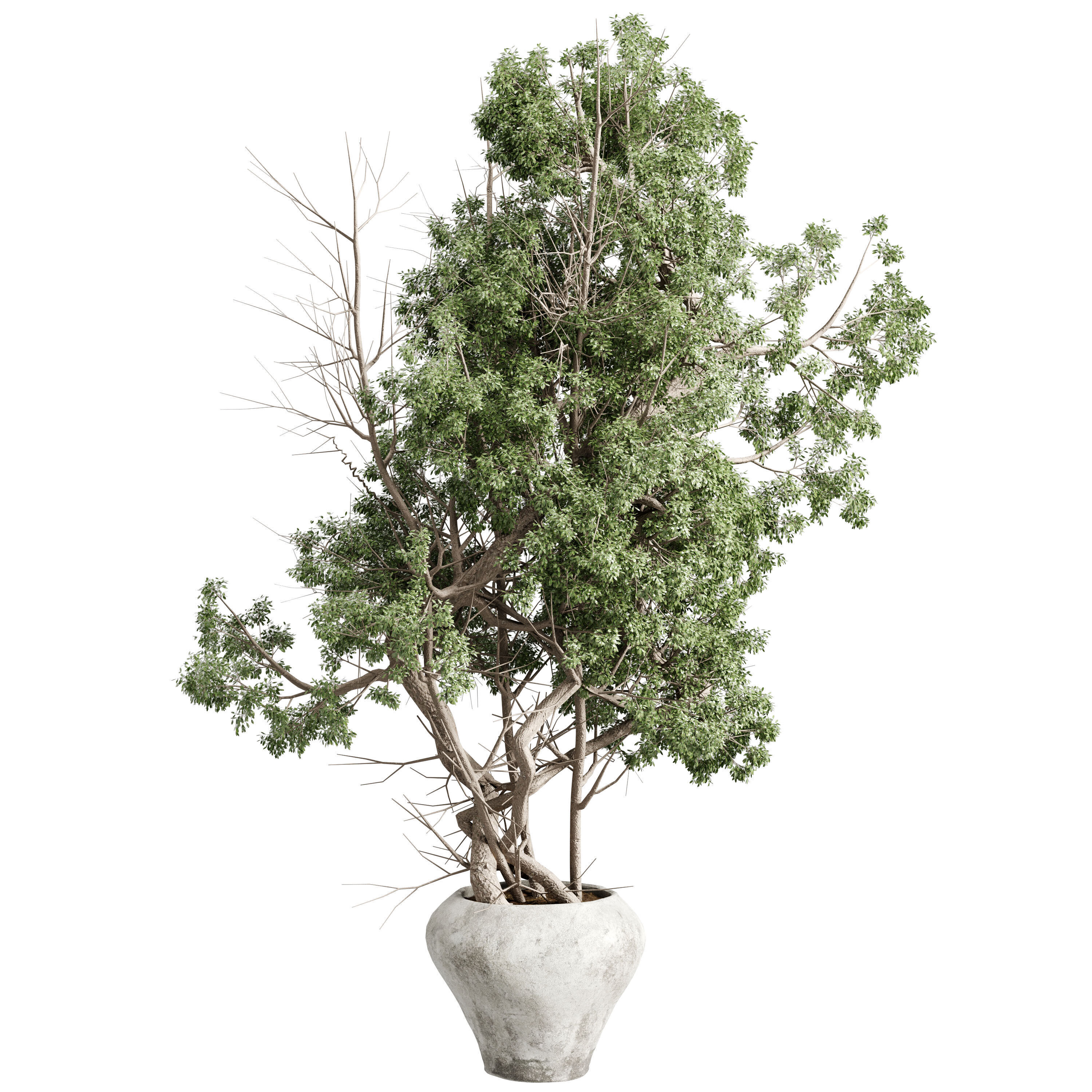 Tree in a concrete pot - set indoor plant 621 3D model_1