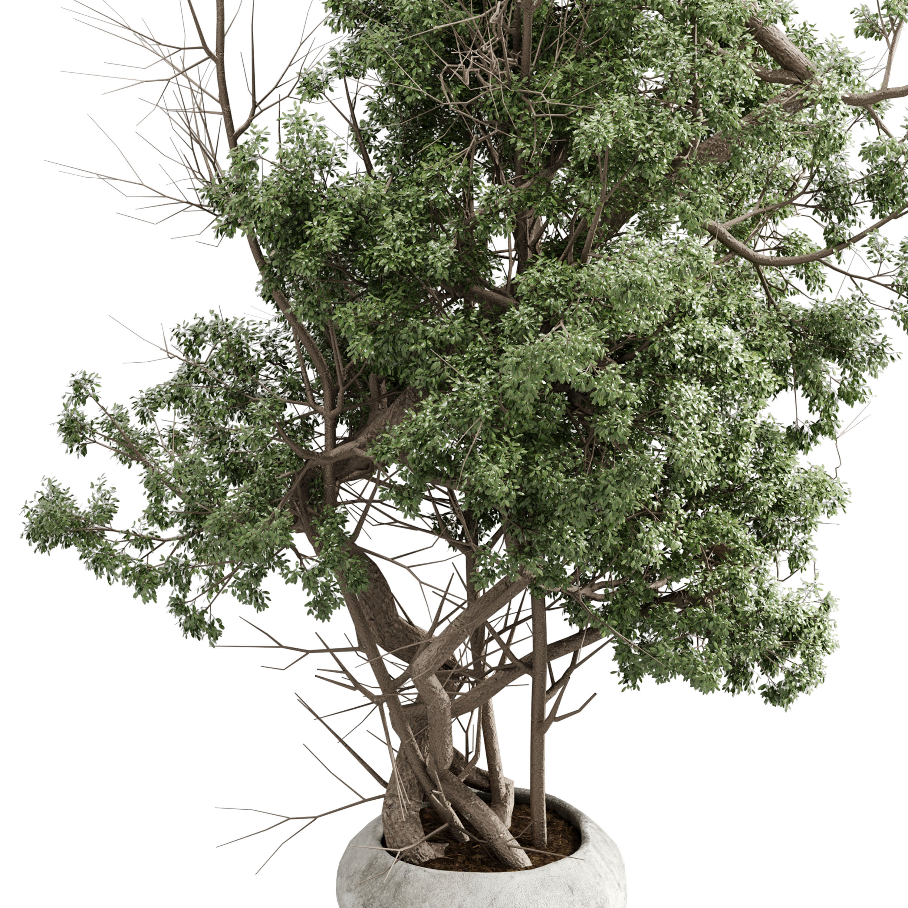 Tree in a concrete pot - set indoor plant 621 3D model_5