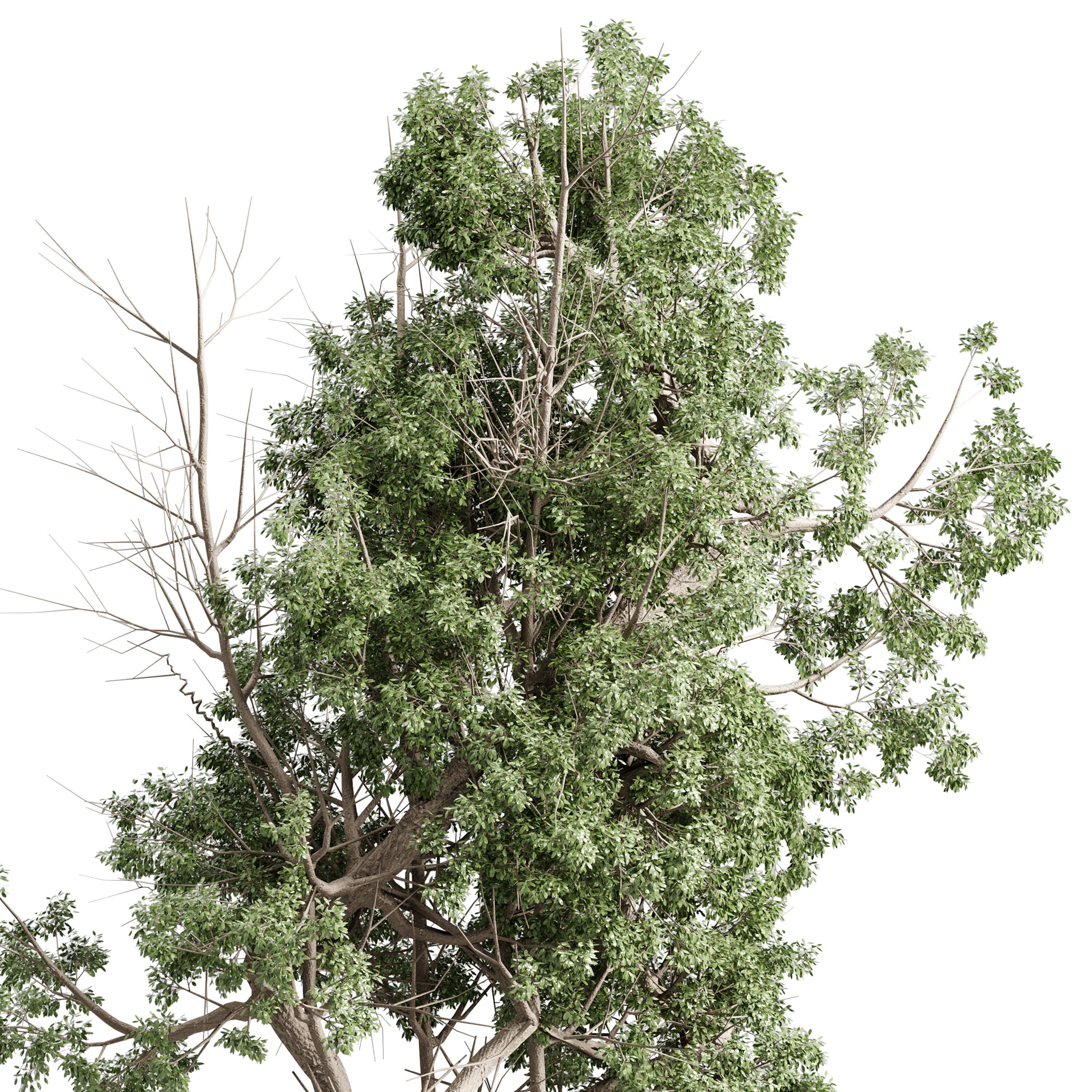Tree in a concrete pot - set indoor plant 621 3D model_4
