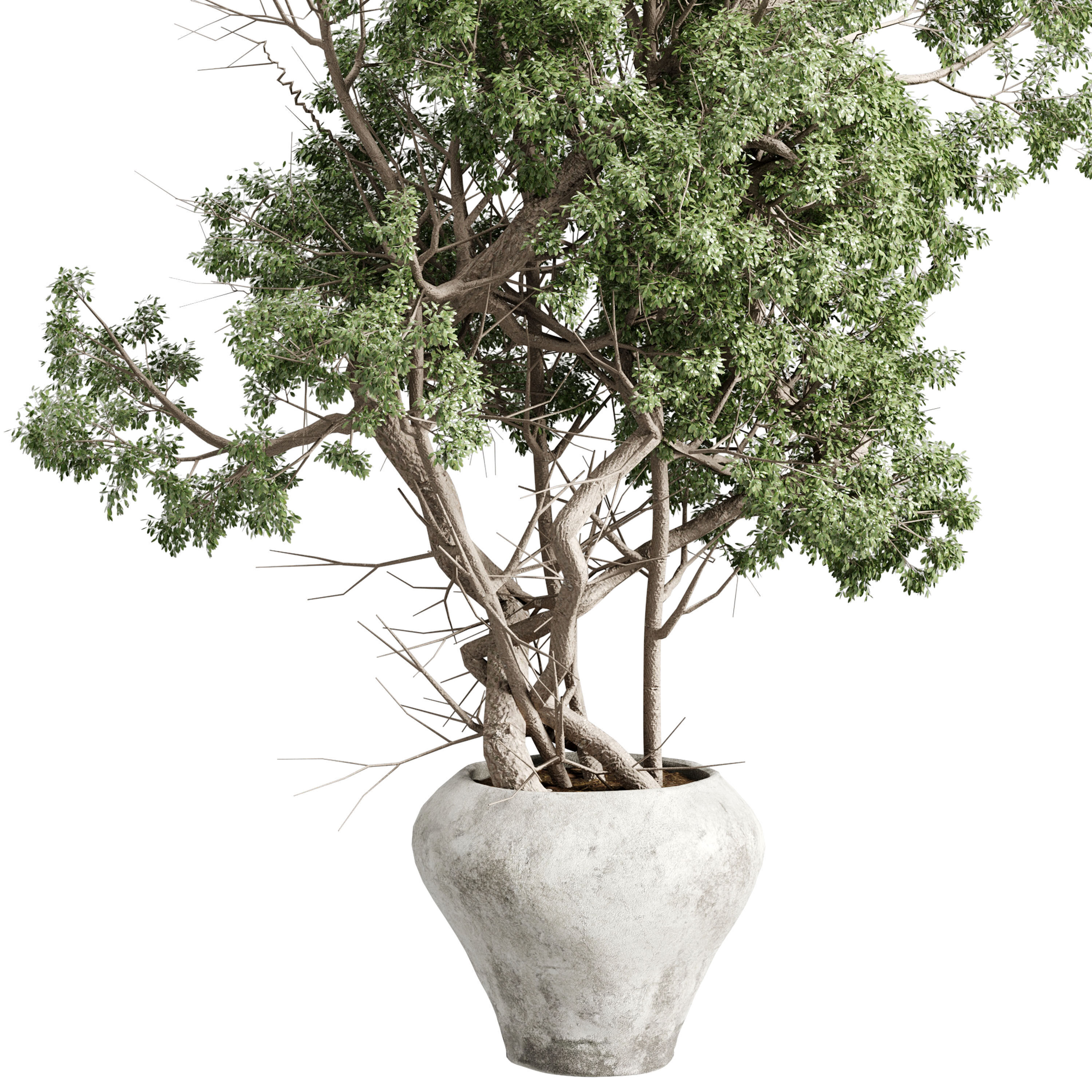 Tree in a concrete pot - set indoor plant 621 3D model_3
