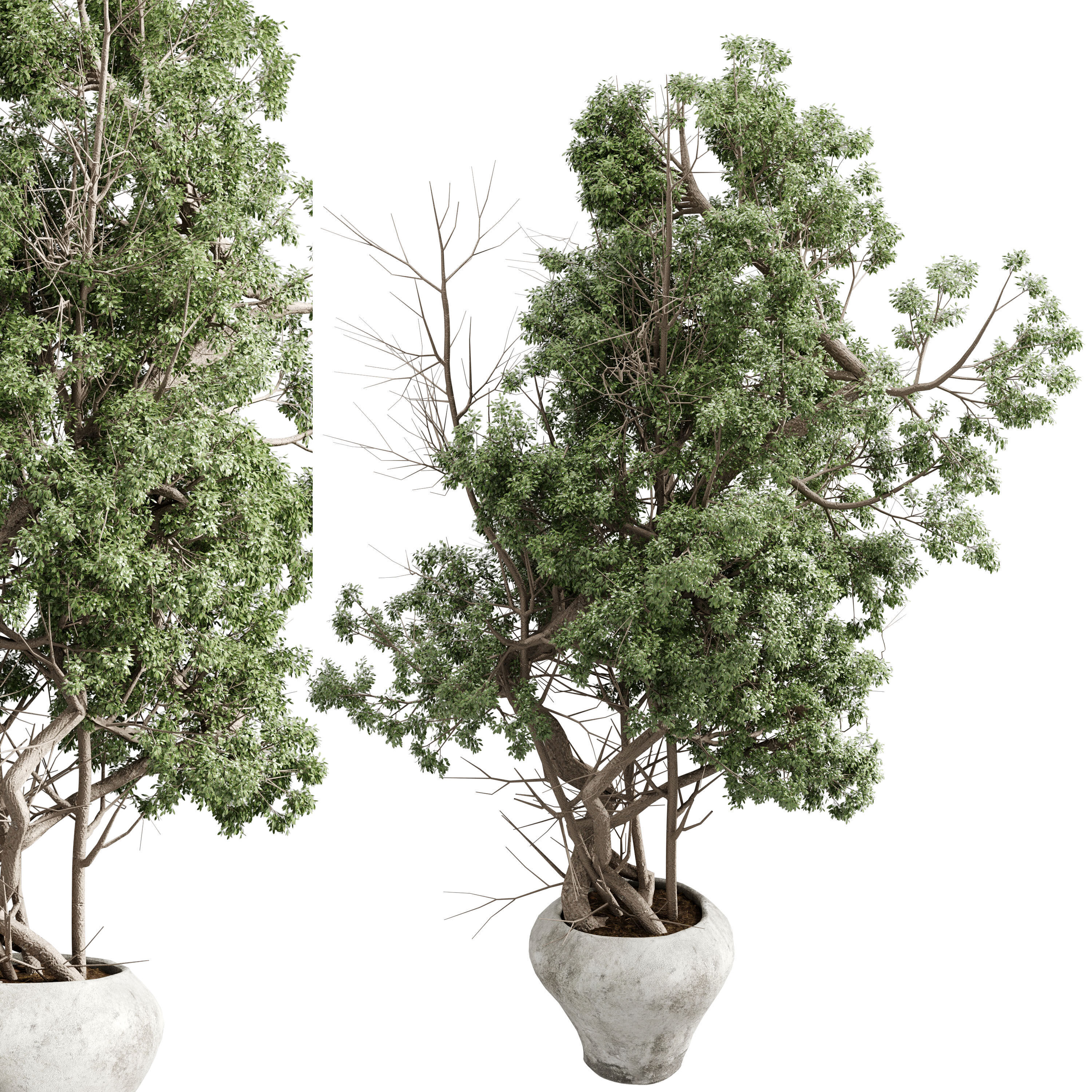 Tree in a concrete pot - set indoor plant 621 3D model_2
