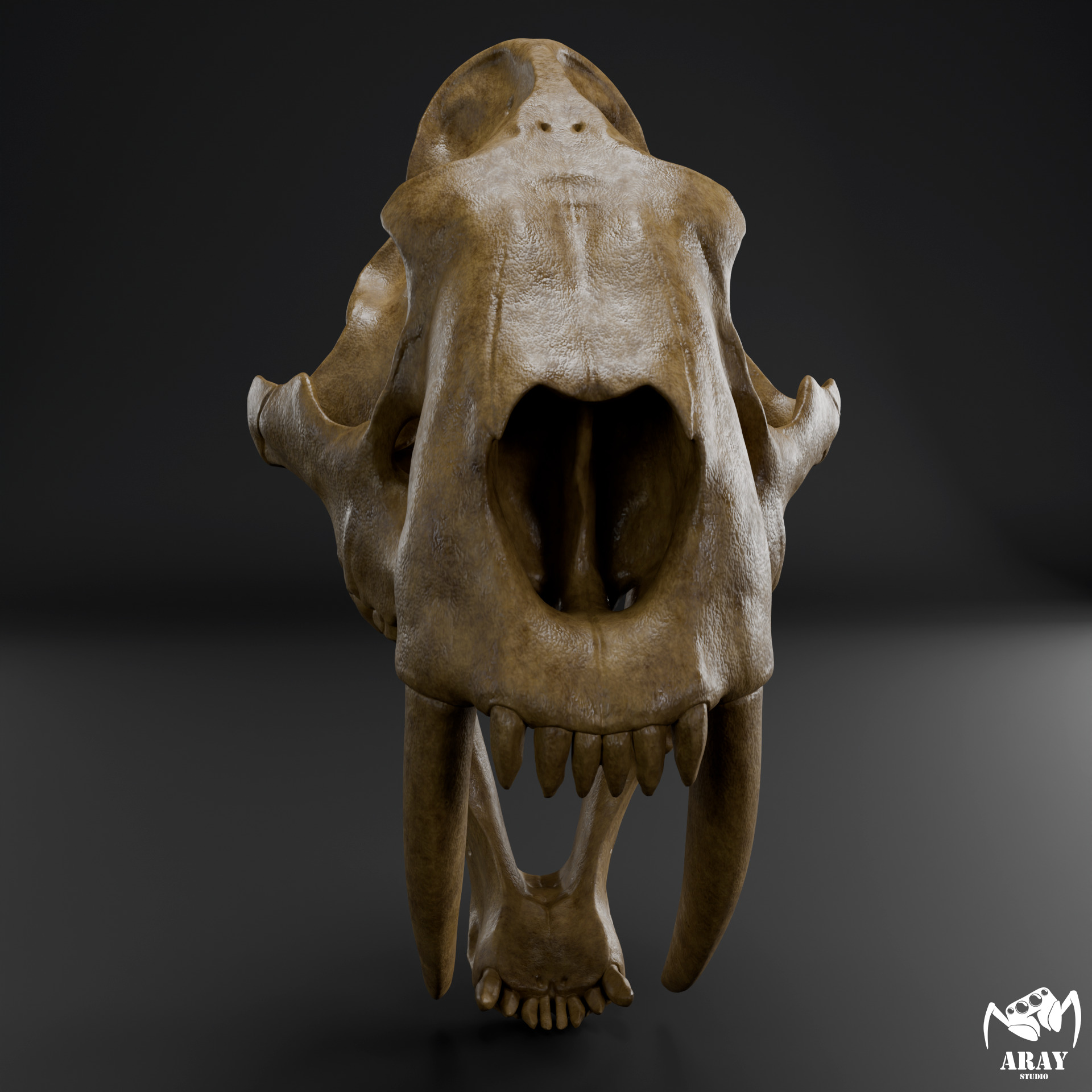 Smilodon populator -  sabertooth skull 3D print model_1