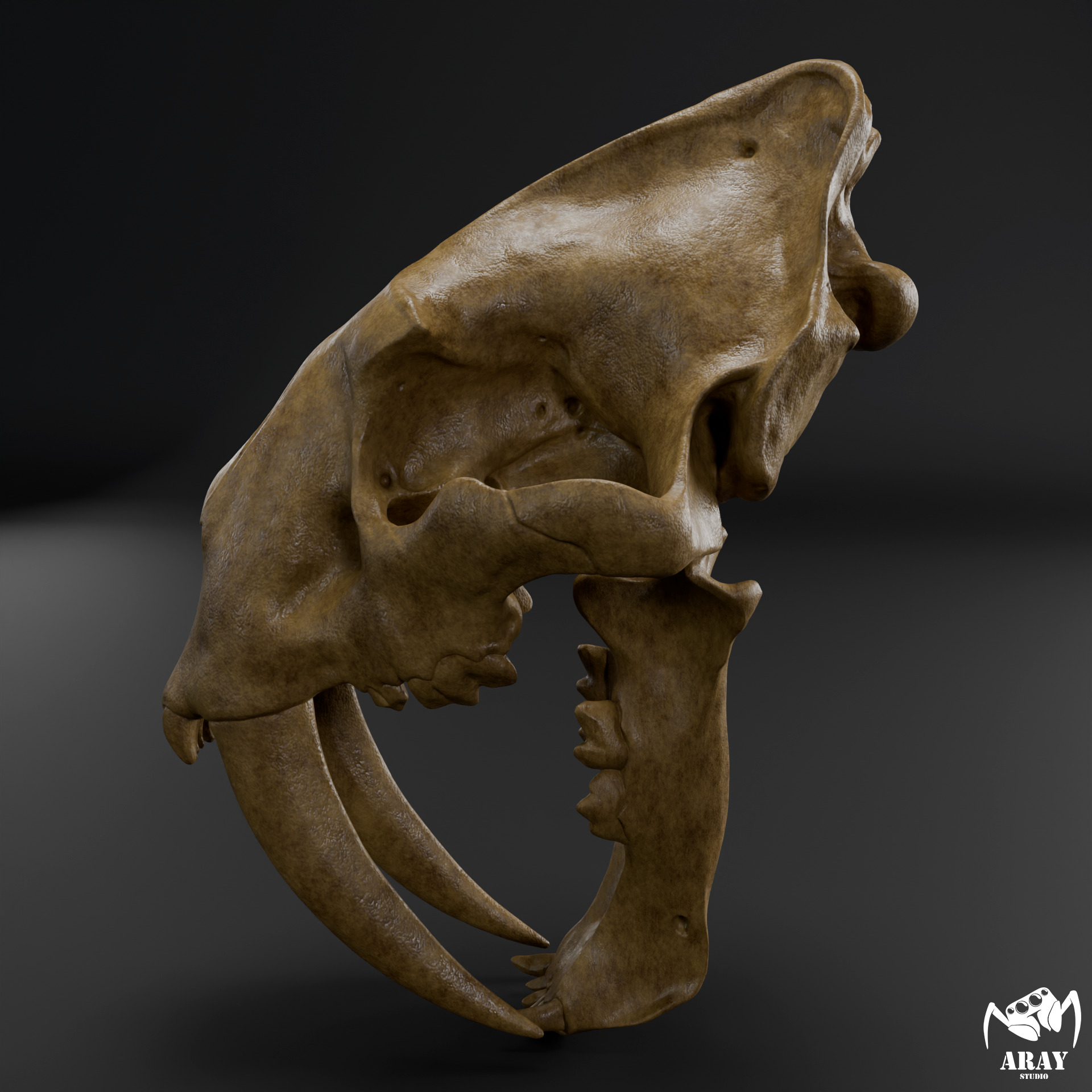 Smilodon populator -  sabertooth skull 3D print model_3