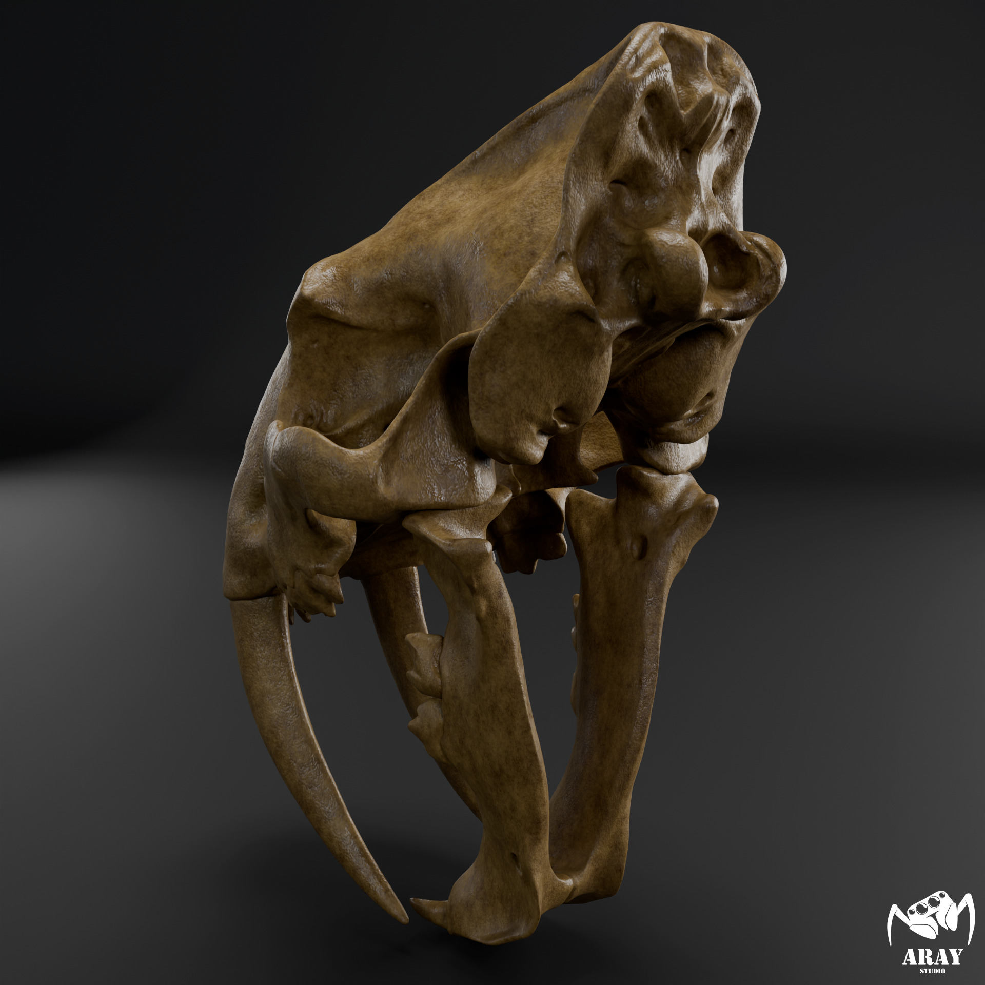 Smilodon populator -  sabertooth skull 3D print model_4
