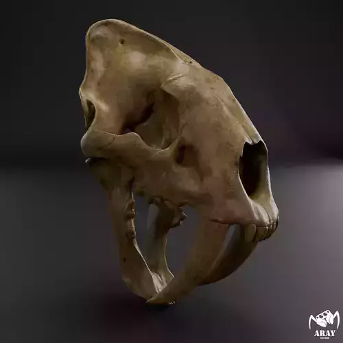 Smilodon populator -  sabertooth skull